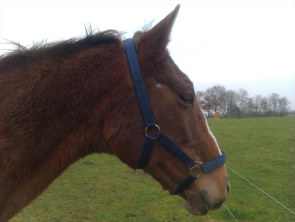 Anden særlig race Amare - Med lukkede øjne.. Her kan man virkelig se hendes tykke vinterpels, og hendes skarvemærke :-/  billede 8