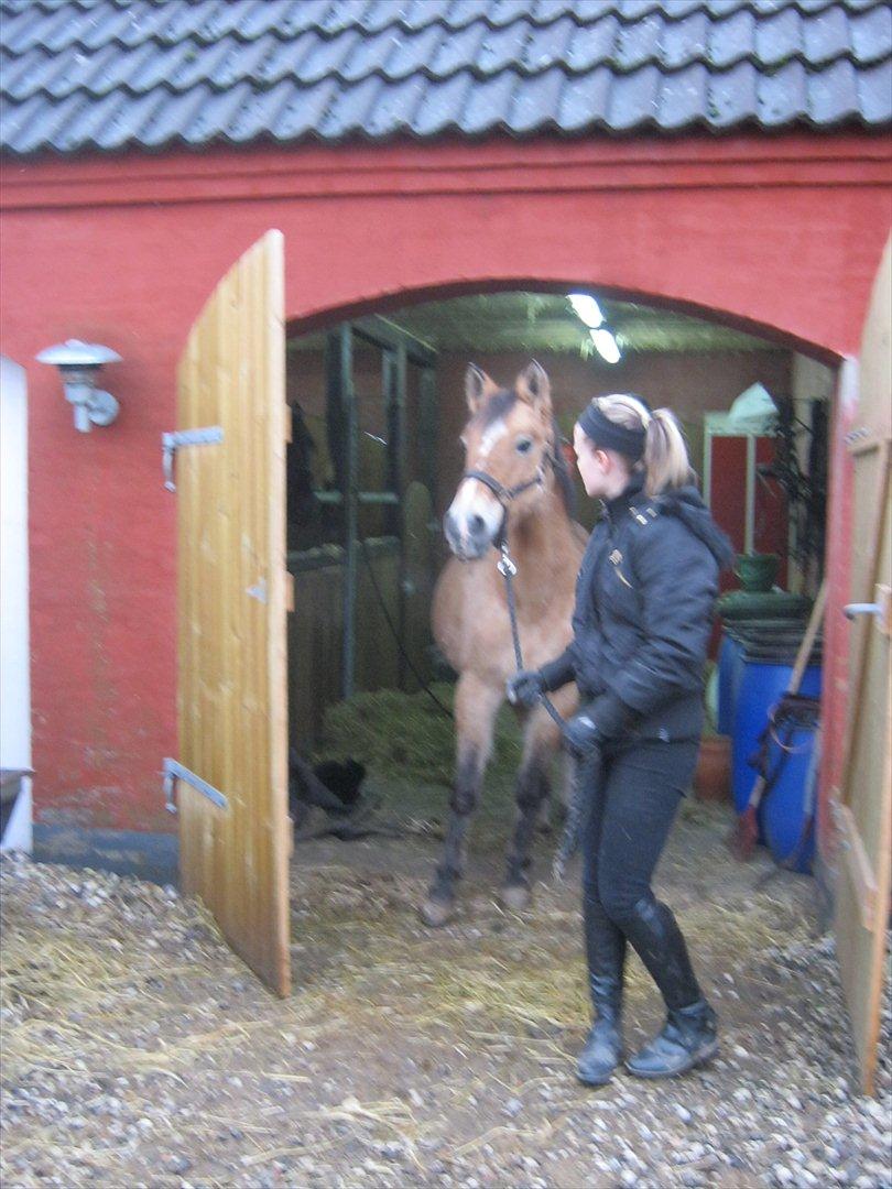 Anden særlig race Doré - Der stod nogle kæmpe hamballer, udenfor og dem var doré bestemt ikke glad for :)
Foto: Mie Junge 12-12-2011 billede 9