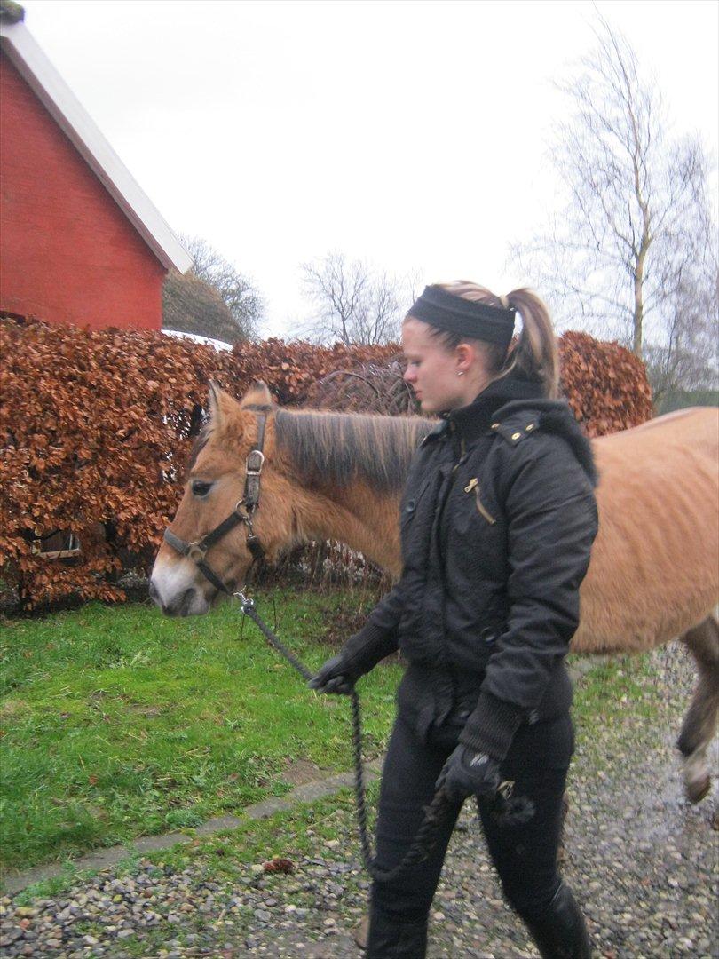 Anden særlig race Doré - Foto: Mie Junge 12-12-2011 billede 10