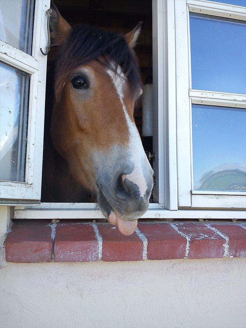 Anden særlig race Fernando billede 12