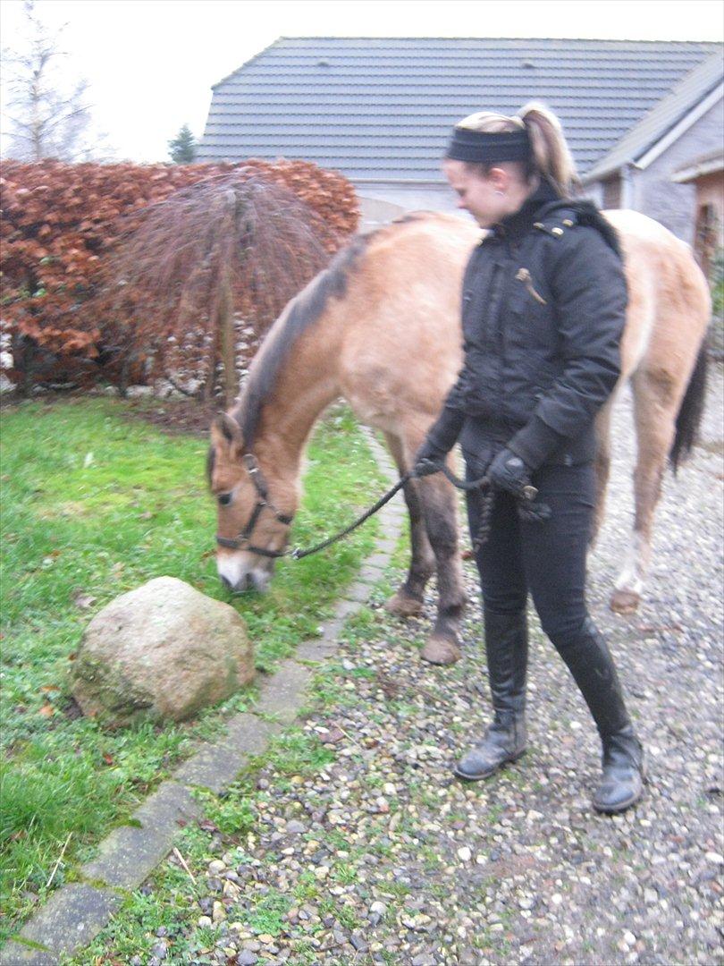 Anden særlig race Doré - På gå tur
Foto: Mie Junge 12-12-2011 billede 11