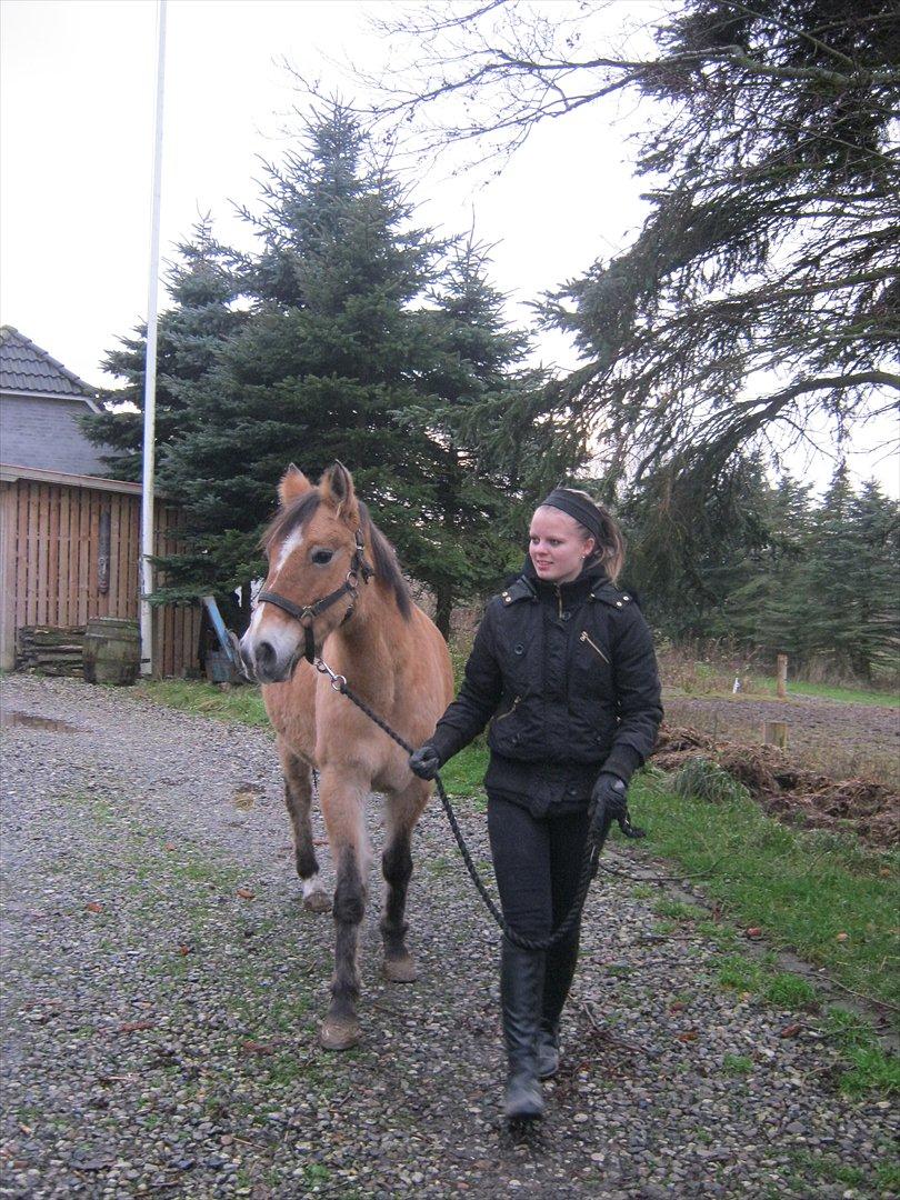 Anden særlig race Doré - Foto: Mie Junge 12-12-2011 billede 12