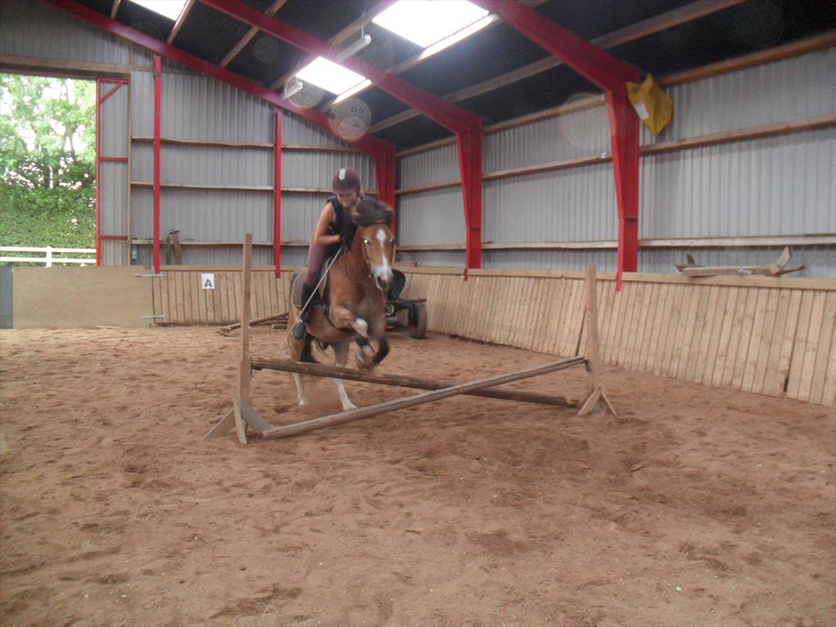 Anden særlig race Fernando billede 13