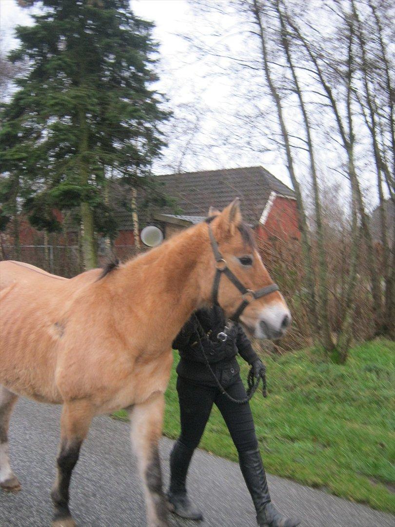 Anden særlig race Doré - Foto: Mie Junge 12-12-2011 billede 13