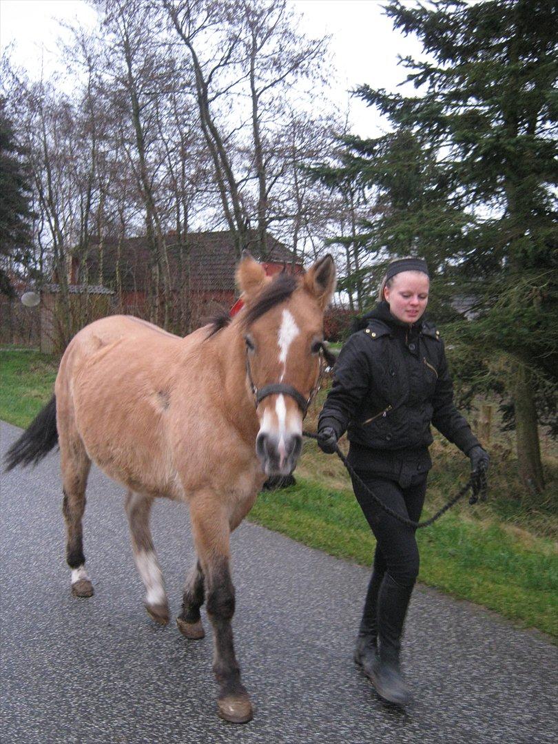 Anden særlig race Doré - Foto: Mie Junge 12-12-2011 billede 2