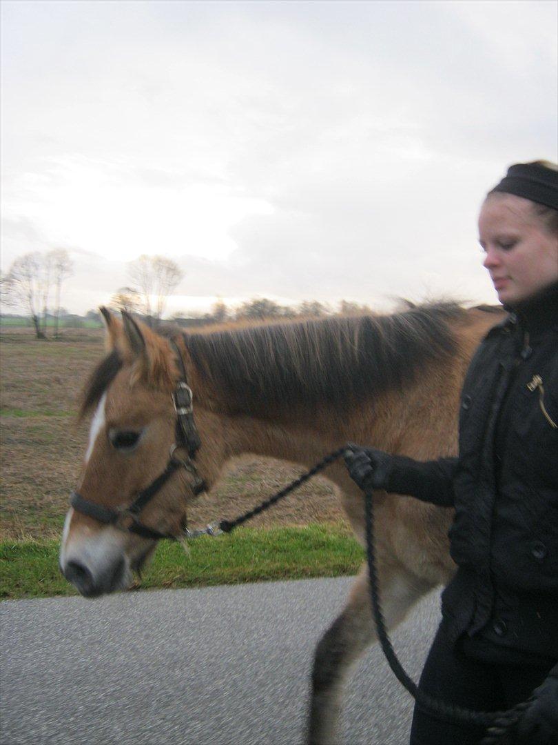 Anden særlig race Doré - Foto: Mie Junge 12-12-2011 billede 14