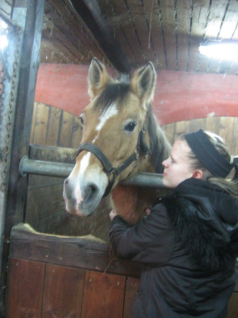 Anden særlig race Doré - Foto: Mie Junge 12-12-2011 billede 15