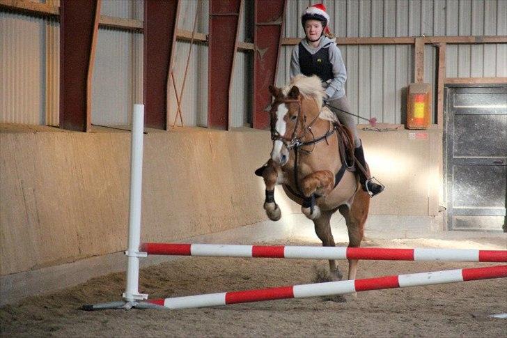 Haflinger Laura billede 19