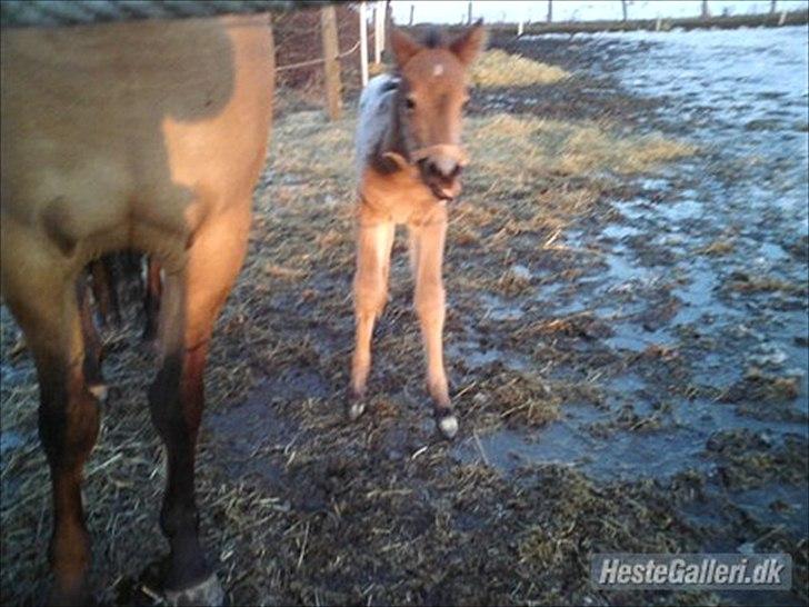 Knabstrupper G O L D E N  S I M B A  S P O T   #SOLGT# - » . På fold første gang :) ( Marts 2010 ) . © ° billede 5