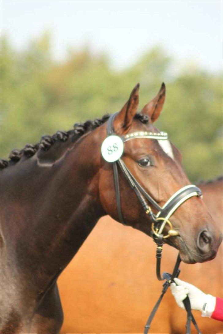 Dansk Varmblod F.H. Sanremo billede 16