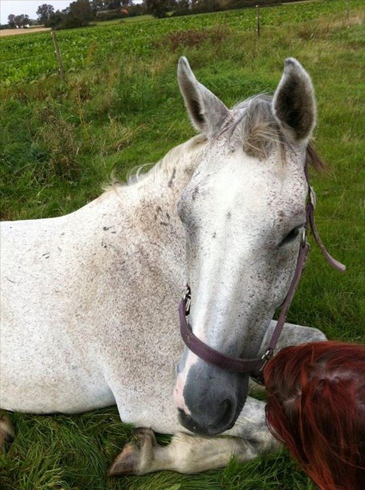 Dansk Varmblod Wisconcin Royál billede 1