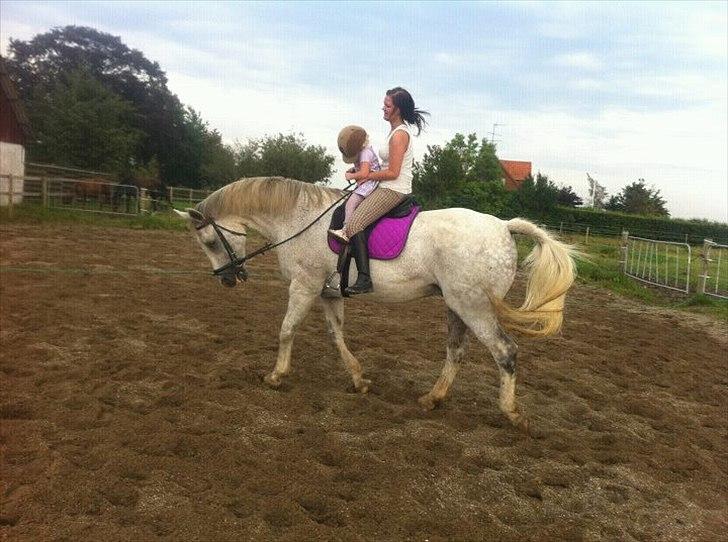 Dansk Varmblod Wisconcin Royál billede 2