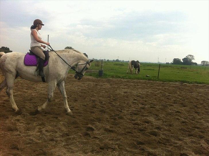 Dansk Varmblod Wisconcin Royál billede 3