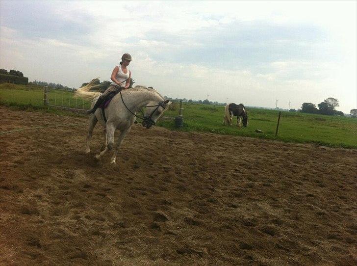 Dansk Varmblod Wisconcin Royál billede 4