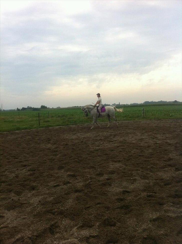 Dansk Varmblod Wisconcin Royál billede 5