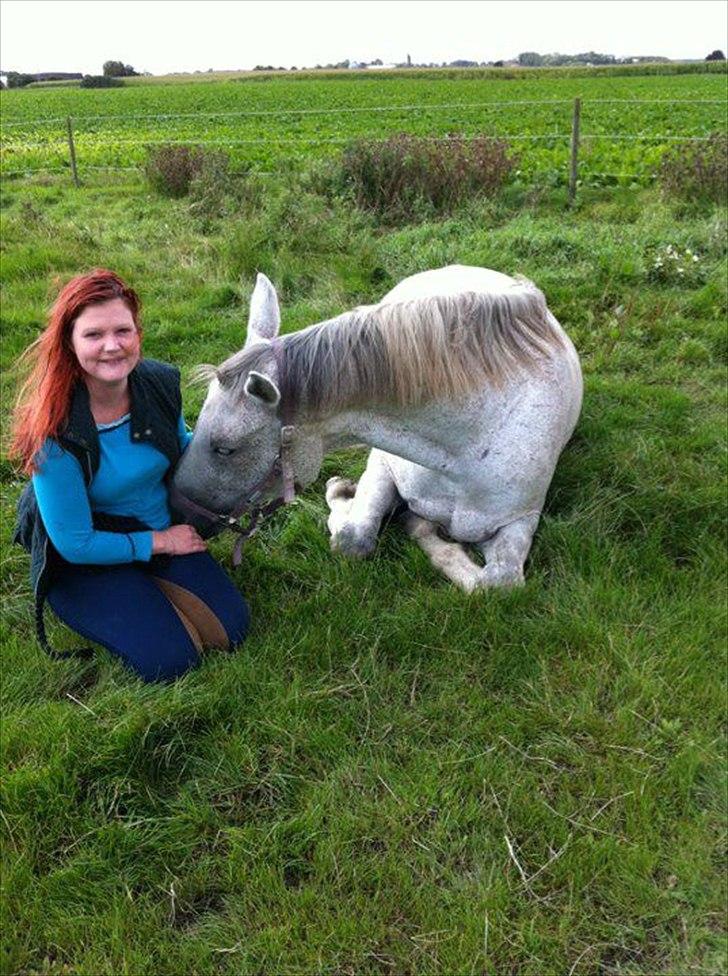 Dansk Varmblod Wisconcin Royál billede 6
