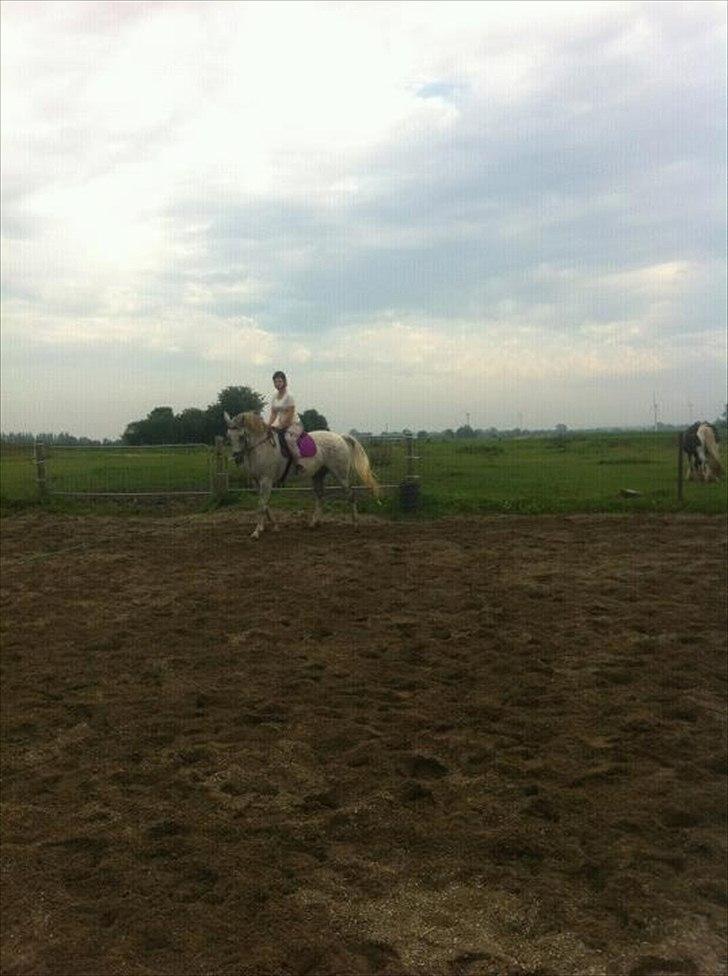 Dansk Varmblod Wisconcin Royál billede 7