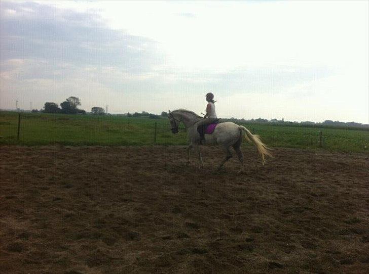 Dansk Varmblod Wisconcin Royál billede 8