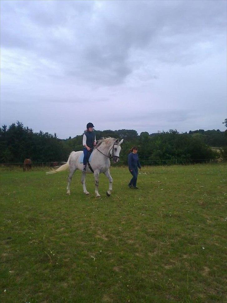 Dansk Varmblod Wisconcin Royál billede 9