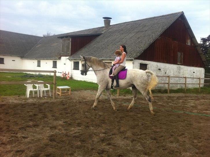 Dansk Varmblod Wisconcin Royál billede 10