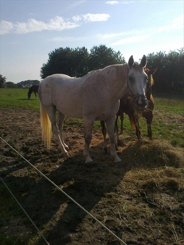 Dansk Varmblod Wisconcin Royál billede 11