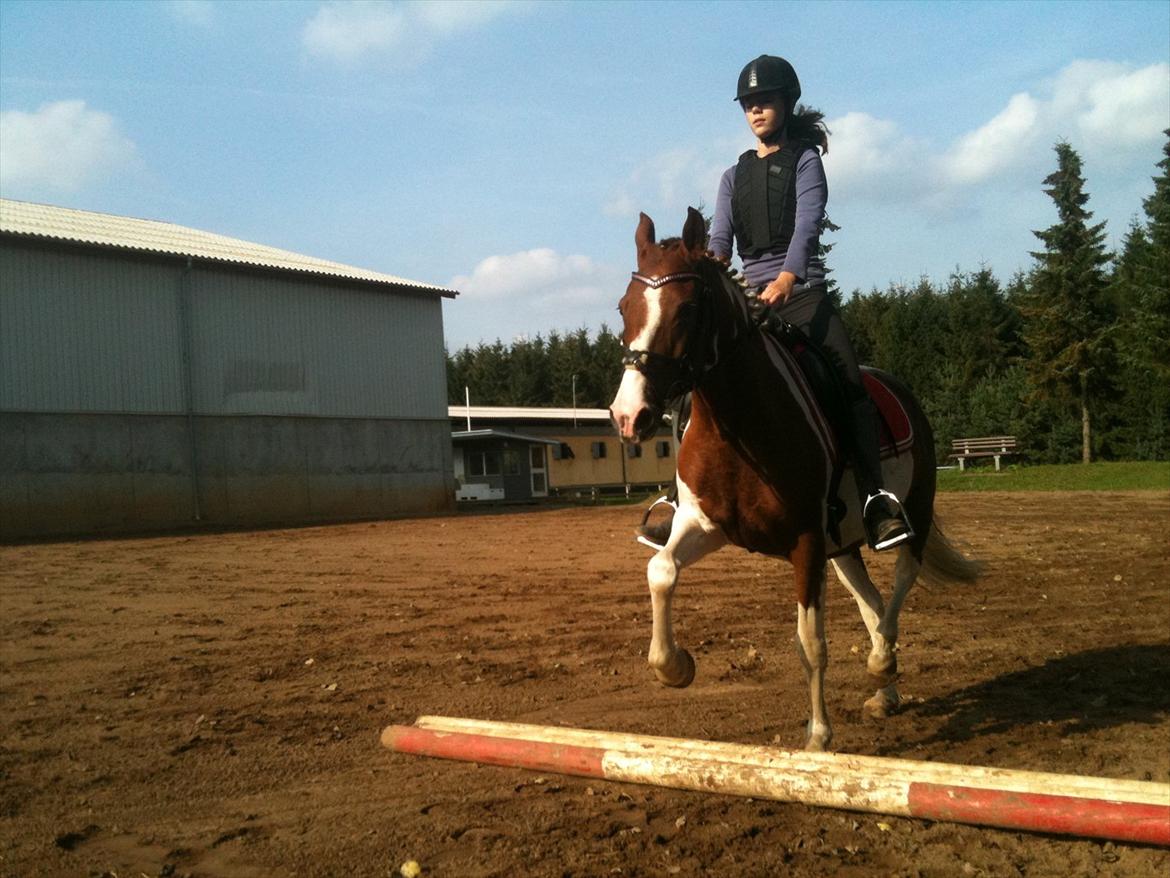 Pinto Dixie - Min dejlige pony!:-*
Foto: Amalie. billede 12