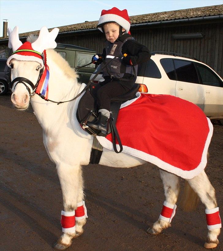 Welsh Mountain (sec A) Gribsvads Upser (208333WE00088) billede 2