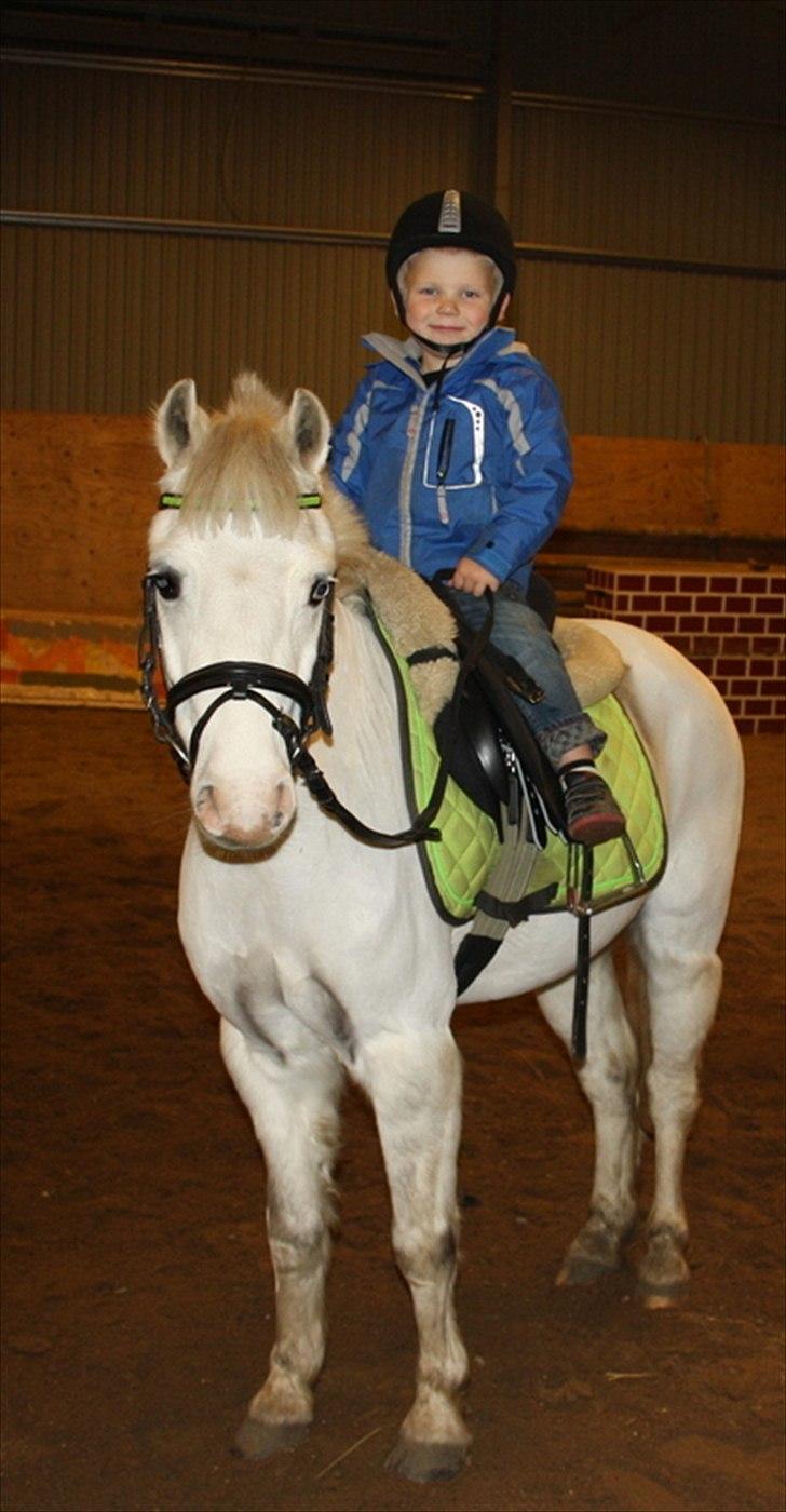 Welsh Mountain (sec A) Gribsvads Upser (208333WE00088) billede 3