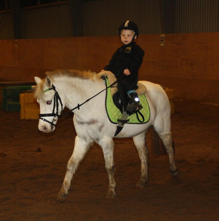 Welsh Mountain (sec A) Gribsvads Upser (208333WE00088) billede 4