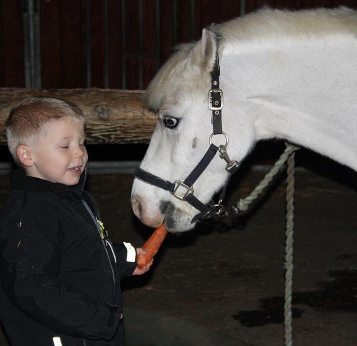 Welsh Mountain (sec A) Gribsvads Upser (208333WE00088) billede 5