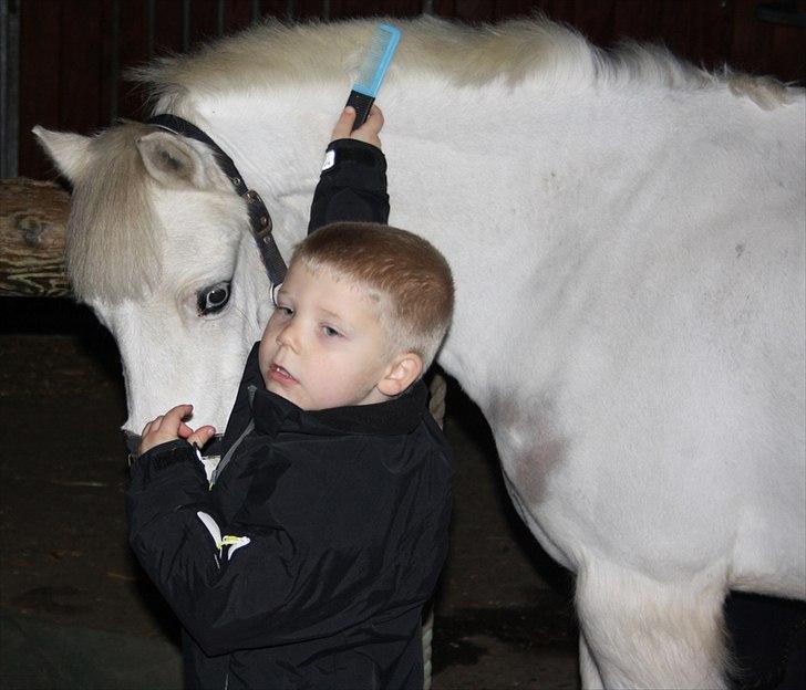 Welsh Mountain (sec A) Gribsvads Upser (208333WE00088) billede 6