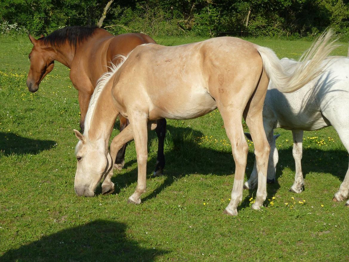 Palomino AMBERLOID  billede 8