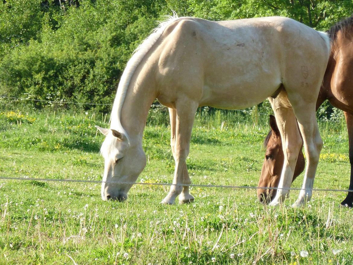 Palomino AMBERLOID  billede 9