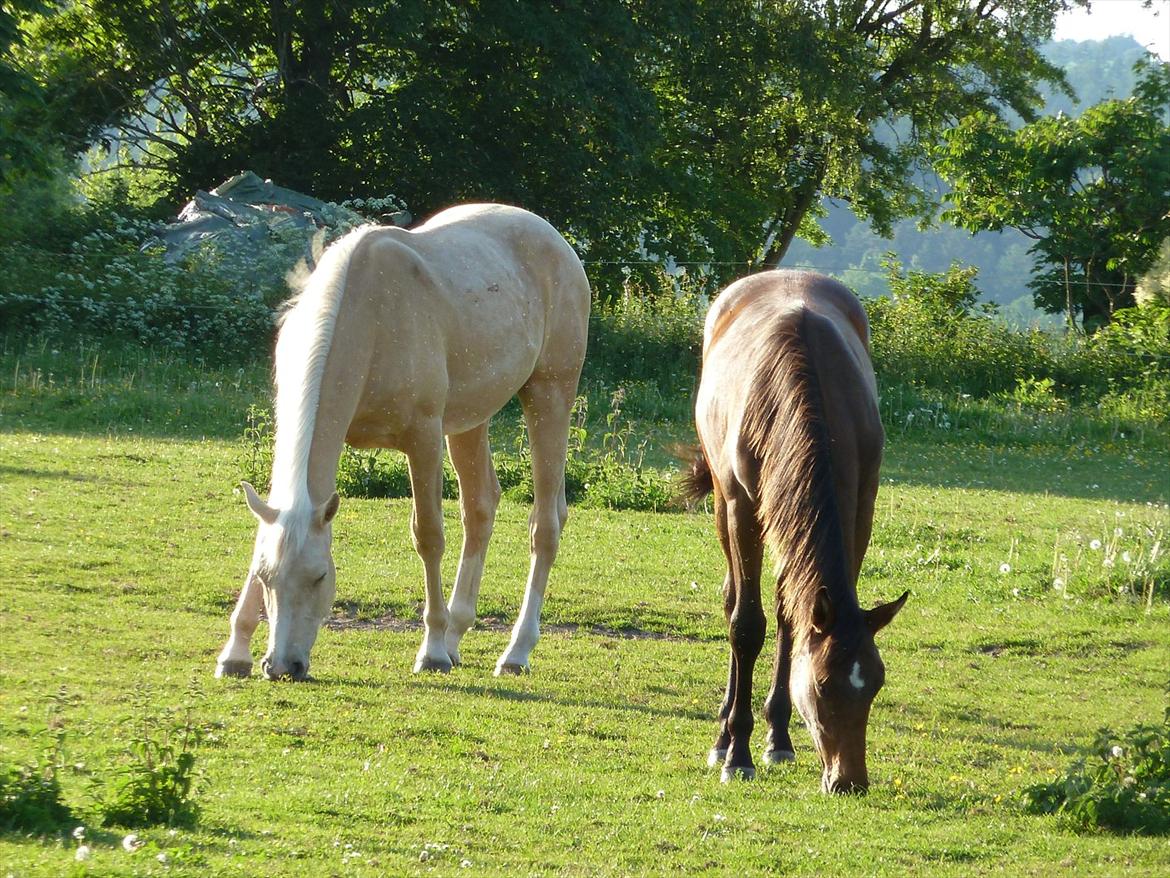 Palomino AMBERLOID  billede 10