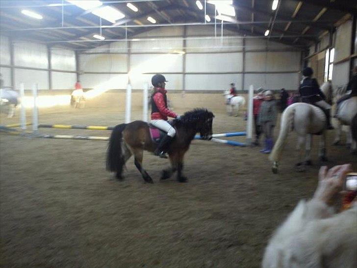 Anden særlig race Sofus billede 12