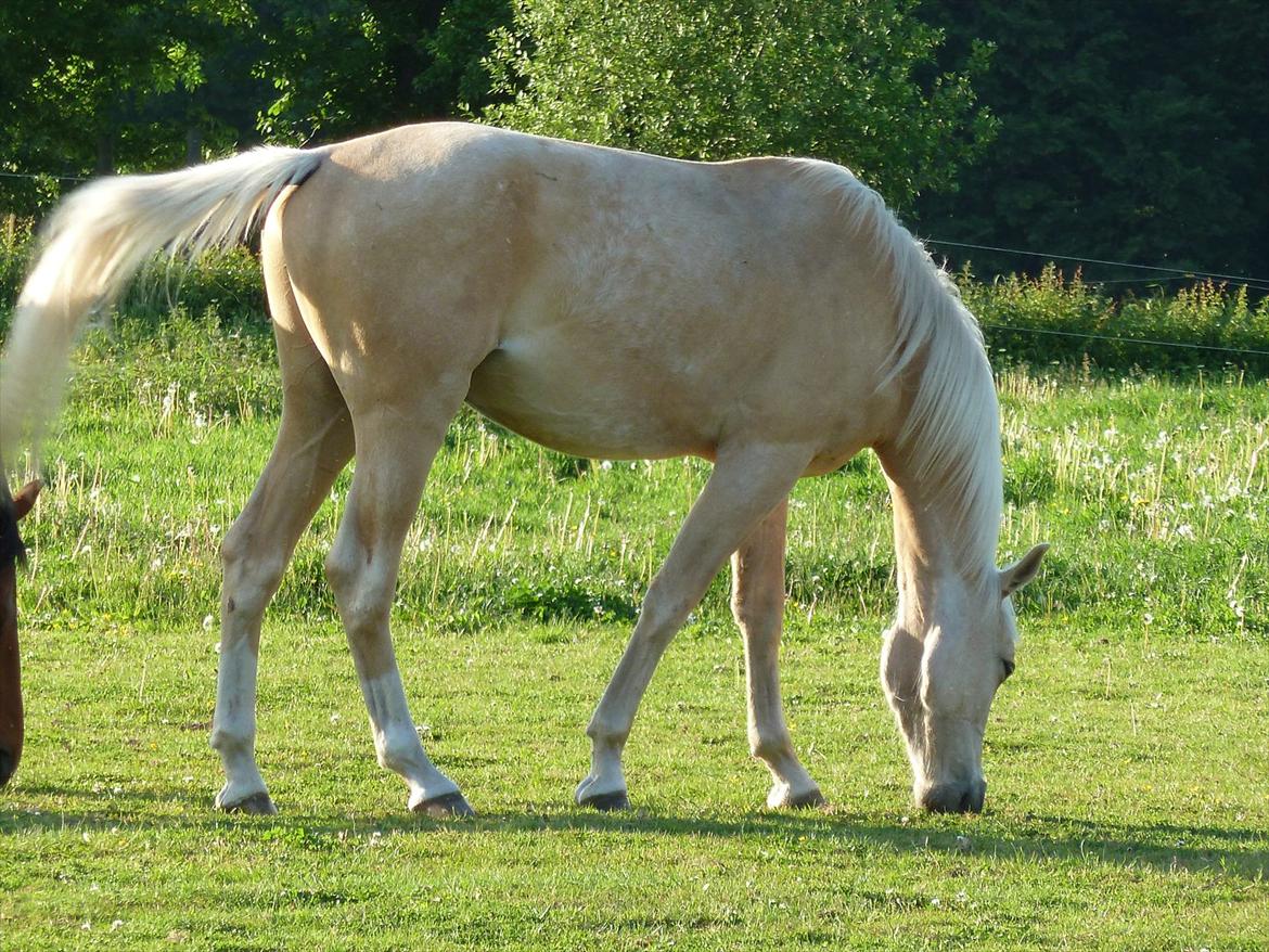 Palomino AMBERLOID  billede 11