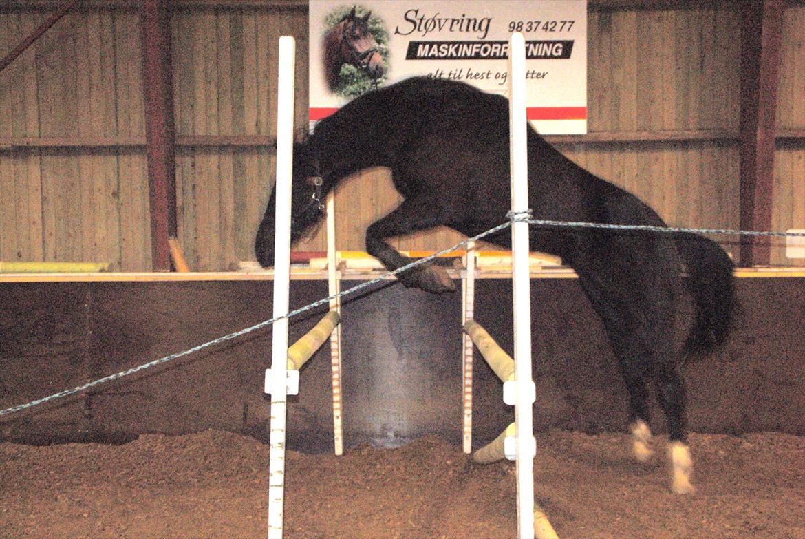 Dansk Varmblod Dorpas   - Tidl. lånehest billede 11