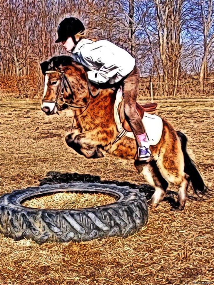 Anden særlig race Sofus billede 13