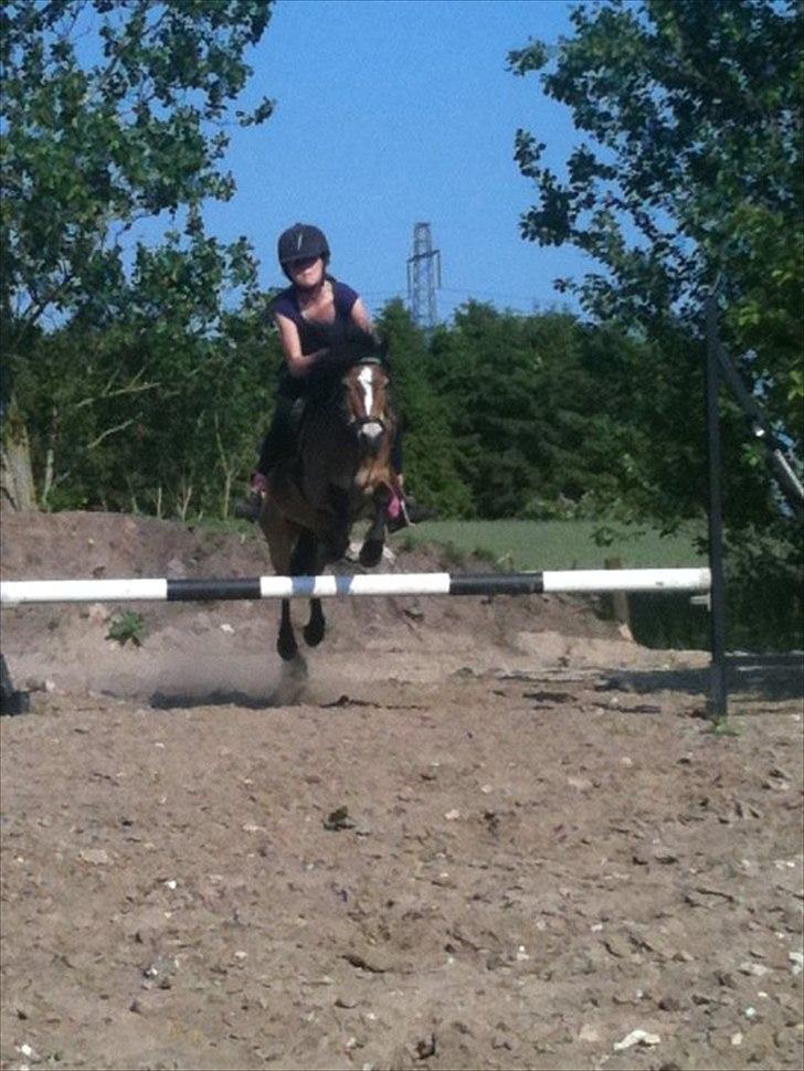 Anden særlig race Sofus billede 14