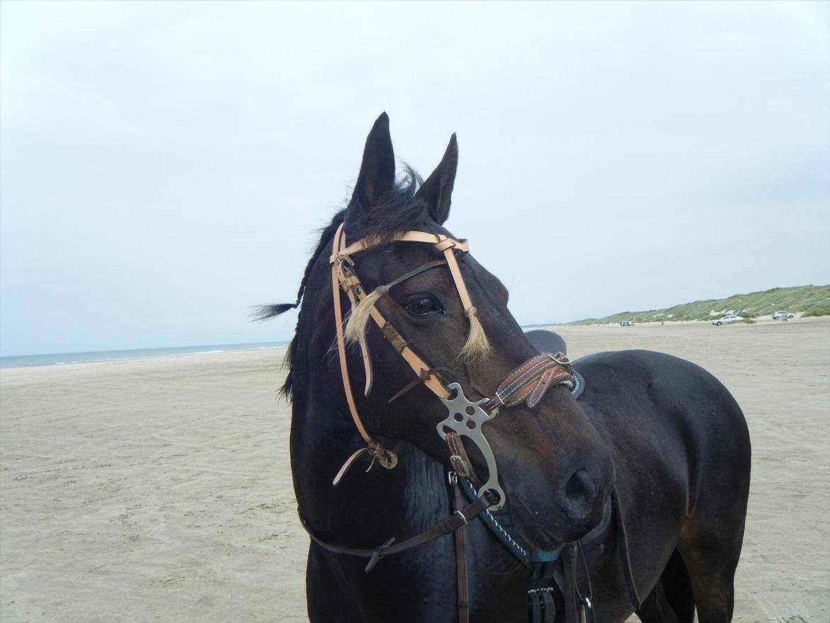 Anden særlig race Thyra - Mig og Thyra ved Vesterhavet igen :b billede 2