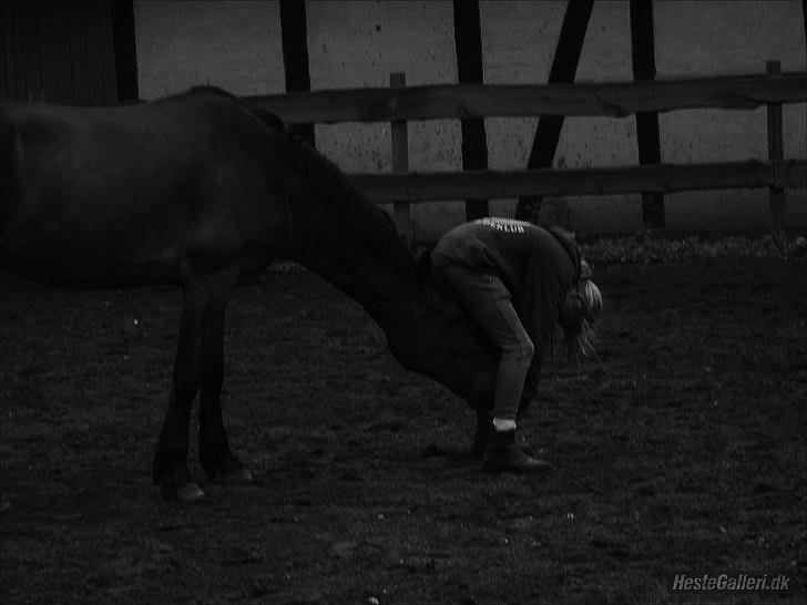 Welsh Cob (sec D) Låddenhøjs Donnovan - I LOVE YOU! <3 billede 13