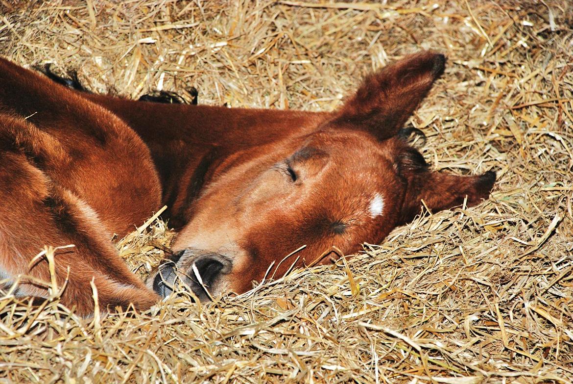 Anden særlig race Mr. Moonwalk | Himmelhest - Mr. Moonwalk 12 timer gammel. Foto: Tina Jensen billede 4