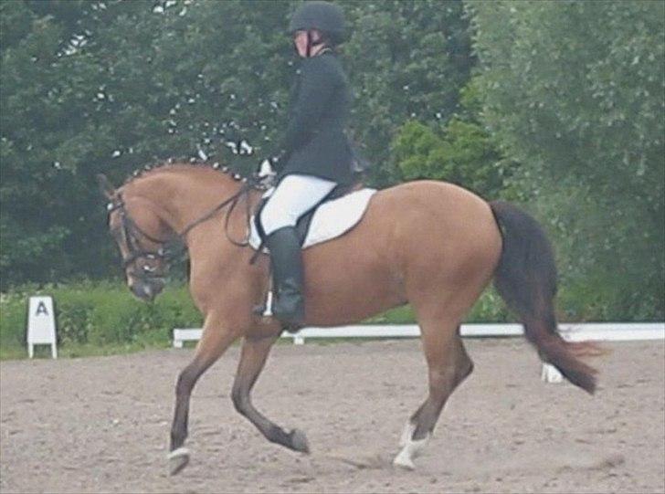 Connemara Com'si billede 17