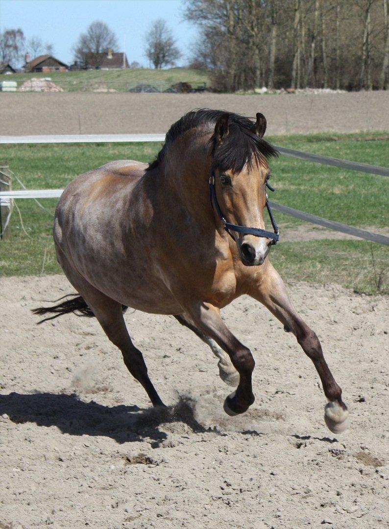 Connemara Com'si billede 19