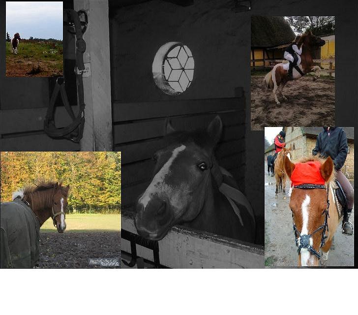 Anden særlig race Prins Bob solgt :'( <3 billede 18