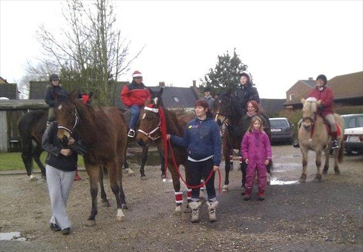 Fjordhest Skovsgårds Tronja - Fælles billede fra vores juleoptog den 11. dec, det var en rigtig hyggelig tur og vejret var med os :o) billede 12