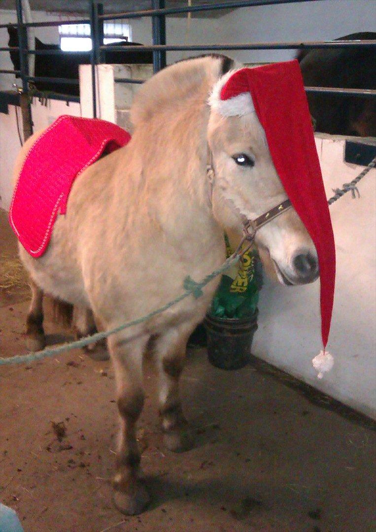 Fjordhest Skovsgårds Tronja - Tronja fra vores juleoptog den 11.dec. Hun synes godt nok nissehuen var lidt sær, men tog ellers det hele i stiv arm. billede 1