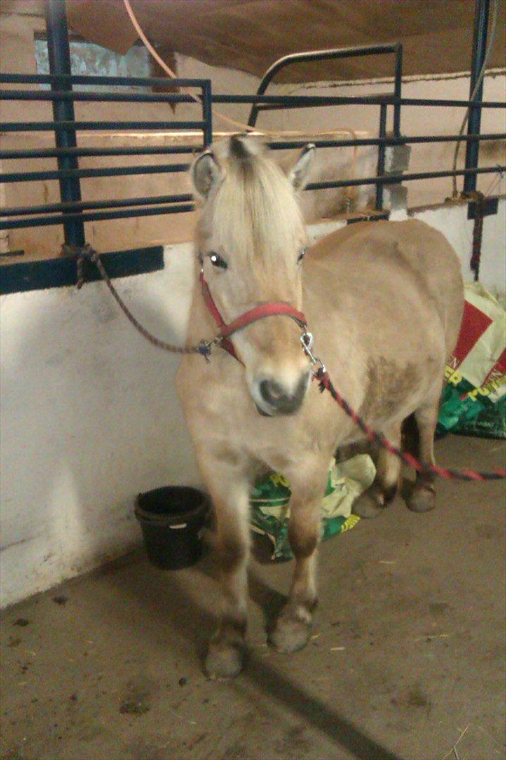 Fjordhest Skovsgårds Tronja - Søde Tronja tager en slapper på staldgangen. billede 13