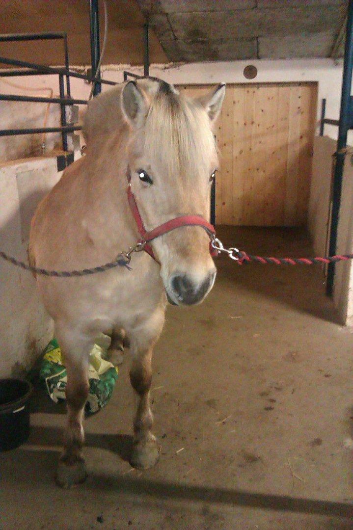 Fjordhest Skovsgårds Tronja billede 14