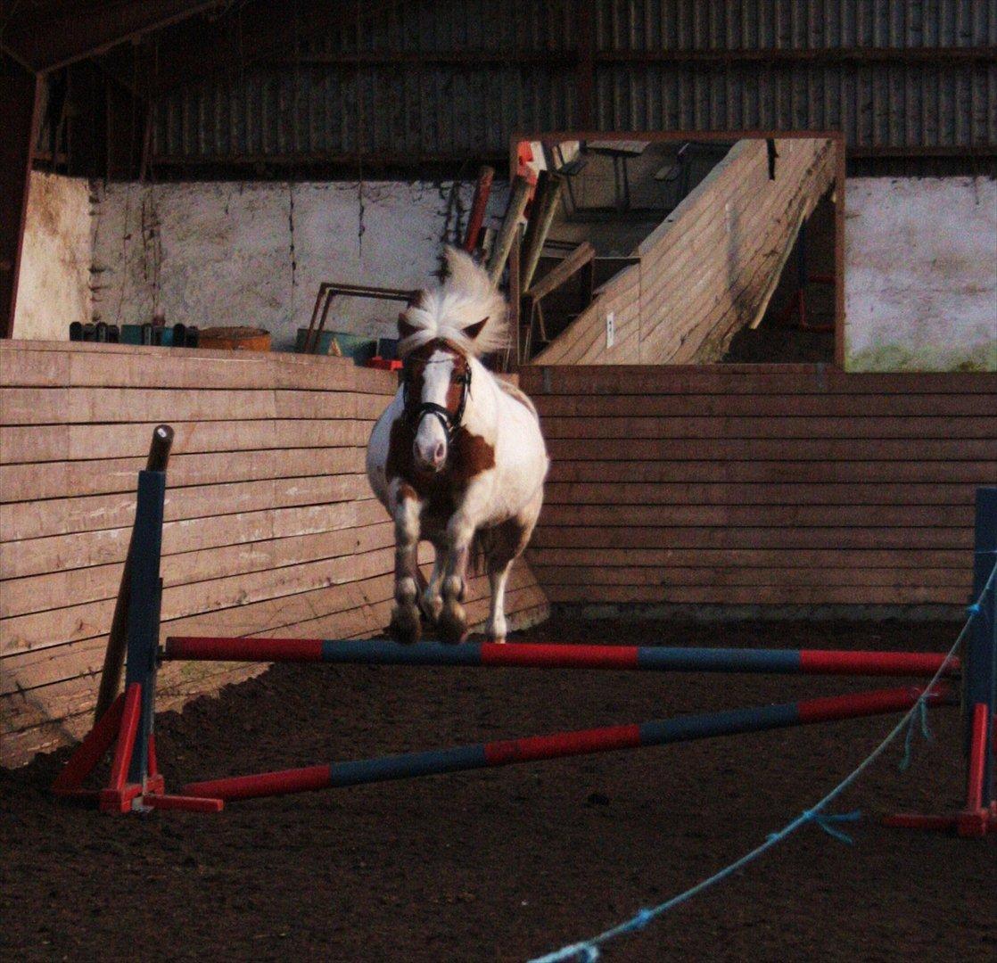 Anden særlig race Vanetta  - Løsspringning! <3 :-) billede 12